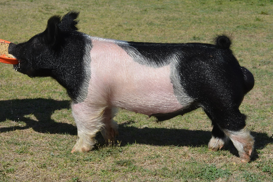 Right One • Wintex Farms